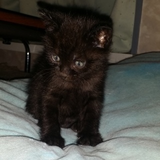 しゃいな黒猫君