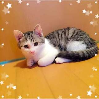 サバ白　男の子　先住猫・犬がいても大丈夫です。