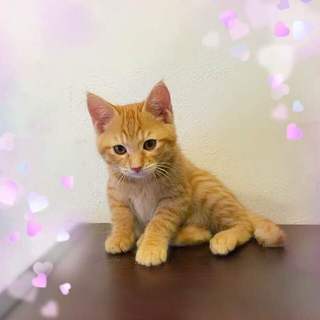 茶トラ男の子　先住猫、犬がいるお宅も大丈夫です。