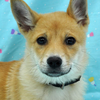 ビビリたけどラブリー甘栗ちゃん