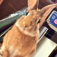 こたろー