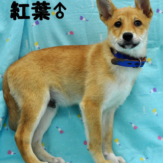 ビビリなダンディーボーイ紅葉君