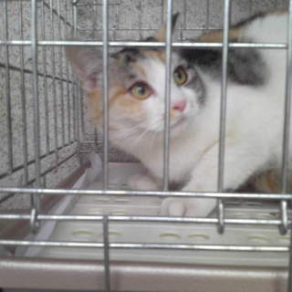 飼い主さんになってください。