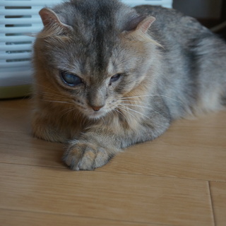 盲目の超甘えん坊シンバ君を迎え入れてあげてください