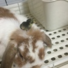 ピヨピヨ