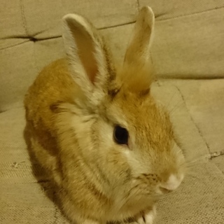 ミニウサギ２匹里親募集中です！