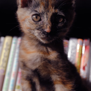 【京都府】サビ♀里親決定！ありがとうございます