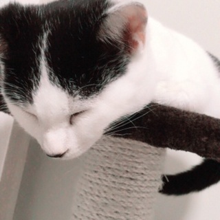 保護しました！ワクチン済みです！