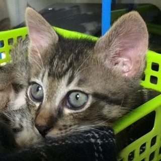 素敵な里親様にめぐり会うことができました！