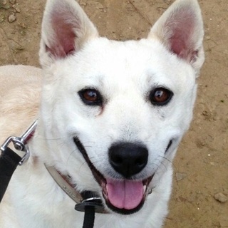 超なつこい・吠えない・他犬＆猫問題なし★ミルキー