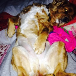 プーコの寝ぞう