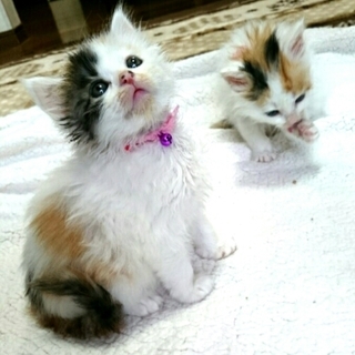 激かわいい姉妹猫・人に慣れてます★まめ＆つぶ