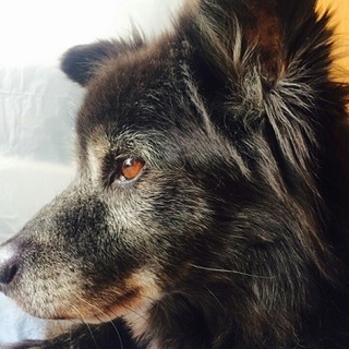 ２回飼育放棄された犬★吠えない・穏やか控えめ