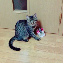 リリ