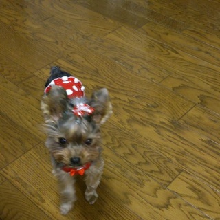 甘えん坊の極小ヨーキーです