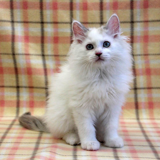 ラグドール系　ジェームズ君