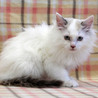 ラグドール系　ジェームズ君 サムネイル2