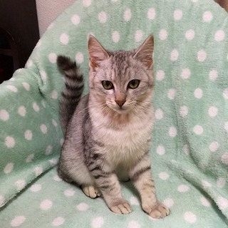 美しい毛並みのイケメン君です！