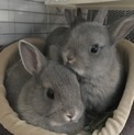 ネザーランドドワーフ 里親募集