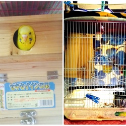 「セキセイインコ環境と巣引き」サムネイル1