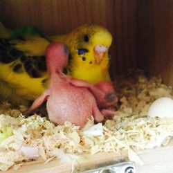 「セキセイインコ環境と巣引き」サムネイル2