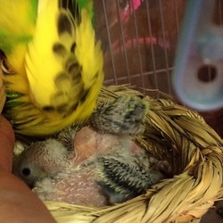 「セキセイインコ環境と巣引き」サムネイル3