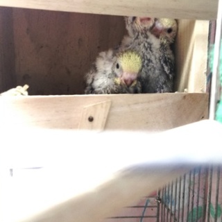 無事に里親が決まりました。ありがとうございました。