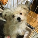 里親募集しています。