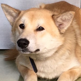 17日期限！臆病だけど本当は甘えん坊の男の子！