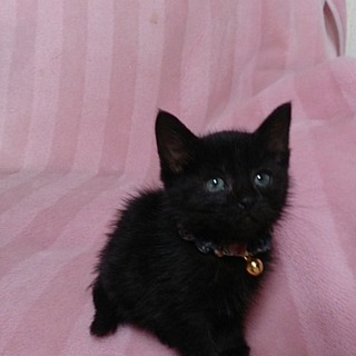 ☆ぽてぽて黒猫3兄弟　しずかくん☆