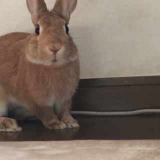 ネザーランドドワーフ里親さん募集中！