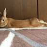 ネザーランドドワーフ里親さん募集中！ サムネイル2