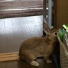 ネザーランドドワーフ里親さん募集中！ サムネイル3