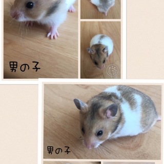 ゴールデンハムスターの赤ちゃん里親さん募集