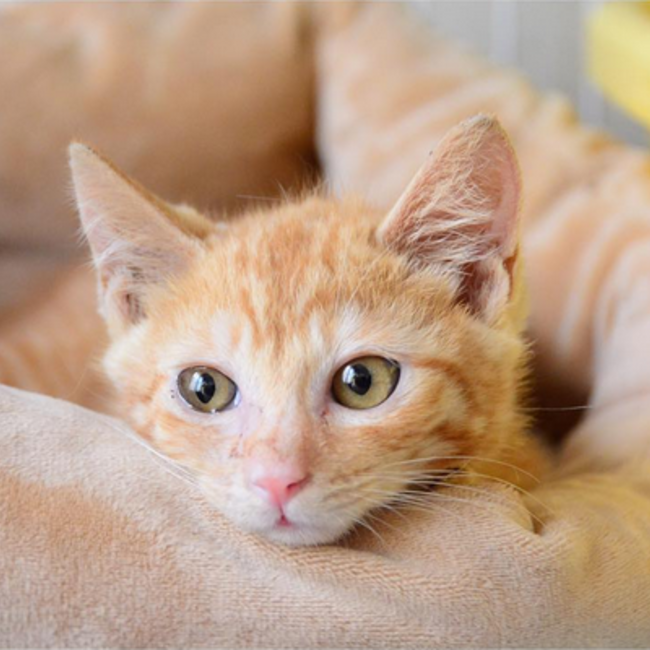 むさしの地域猫の会のカバー写真