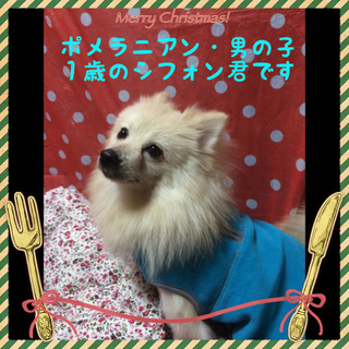 １歳のポメラニアン・シフォンは甘えん坊さん