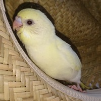 キク（きっくん）