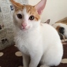可愛いオス猫の里親さん募集中。 サムネイル2