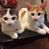可愛いオス猫の里親さん募集中。 サムネイル4