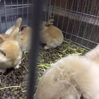 仔ウサギ　里親募集