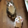 可愛いオス猫の里親さん募集中。 サムネイル5