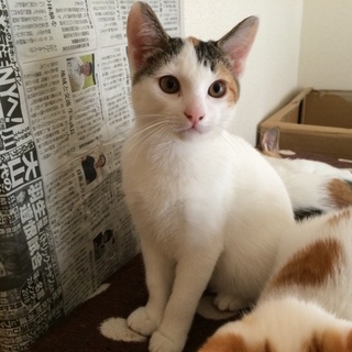 可愛いメス猫の里親さん募集中。