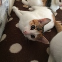 可愛いメス猫の里親さん募集中。