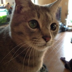 「はこねこちゃん」サムネイル1