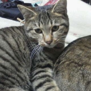 抱っこが大好きな甘えん坊です