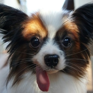 小さな体、歯はありません、社会性◎人懐こい五郎丸君