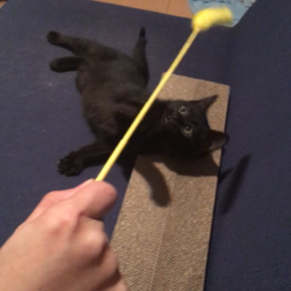 推定2ヶ月の甘えん坊な子猫