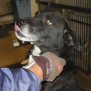 まだまだ甘えたい？人なつっこい大型男の子