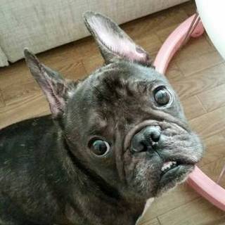 フレブル 2歳ブリンドルの男の子です。