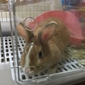 ミニウサギ♀